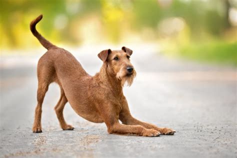 arched back doggy|Arched Back in Dogs – 7 Causes and Solutions